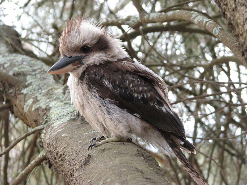 Young Kookaburra
